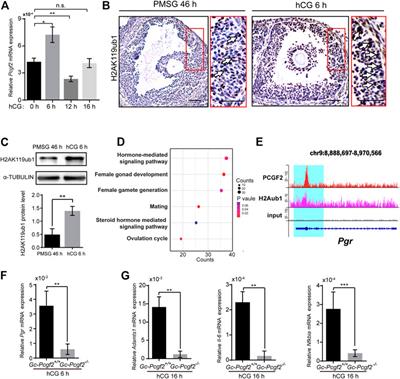 Polycomb subunit Pcgf2 mediates ovulation and fertility through transcriptional regulation progesterone receptor